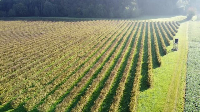 Drohnenflug &uuml;ber Johannisbeerplantage