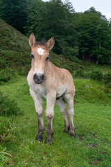 Pottok pony in Pyrenees mountain pastures in Basque country, France