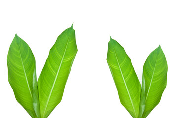 Heliconia leaves  isolated on white background.