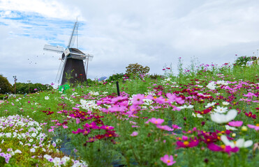コスモス畑と風車