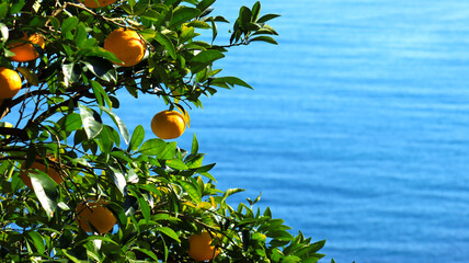 海とミカン