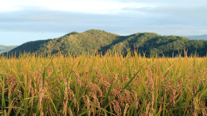 実る稲穂
