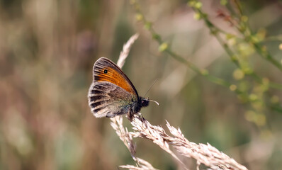 Motyl polny