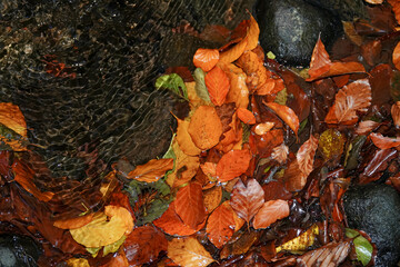 Autumn leaves under the flowing water, autumn background, wet yellow leaves