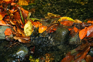 Autumn leaves under the flowing water, autumn background, wet yellow leaves