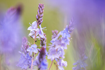 Veronica longifolia, catched in the south of Belgium