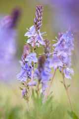 Veronica longifolia, catched in the south of Belgium