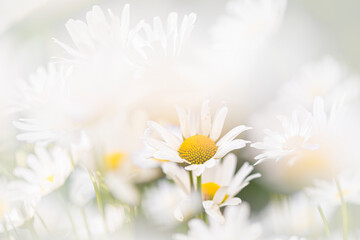 The always beautiful daisies © Danny