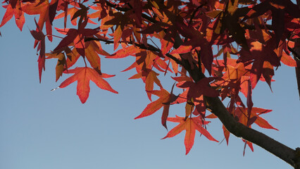 detail of liquidambar tree leaves in beautiful backlighted autumn colors against blue sky - copy space