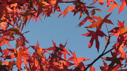a hole to see the sky through - liquidambar tree leaves in beautiful backlighted autumn colors against blue sky - copy space 