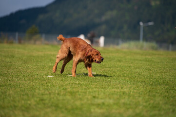 Cute Irish red setter on the lawn