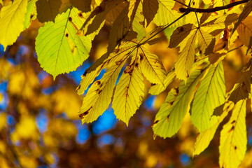Yellow autumn leaves in the park. A quiet calm autumn day.