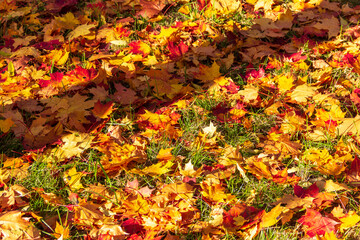 Yellow autumn leaves in the park. A quiet calm autumn day.