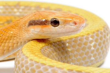 Fototapeta premium Chinese beauty snake (Elaphe taeniura taeniura) on a white background