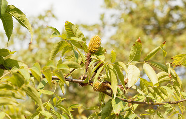Platycarya strobilaceae. Arbre aux rameaux à inflorescence femelle en forme de cônes longues folioles et des chatons érigés