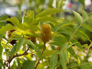 Platycarya strobilaceae, arbre fruitier, rameaux jaune-brun au feuillage à folioles ovales, bords...