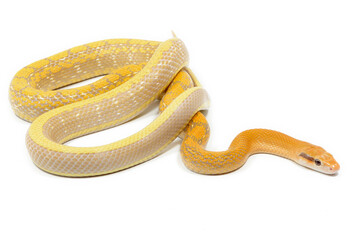 Chinese beauty snake (Elaphe taeniura taeniura) on a white background