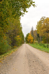 road in autumn forest