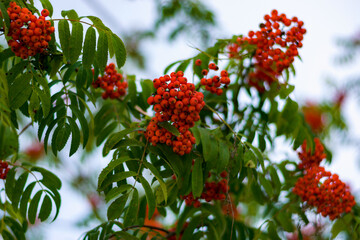 red berries on a tree