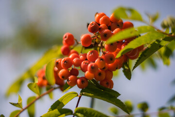 berries of a calendula