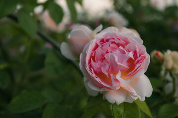 pink rose in garden