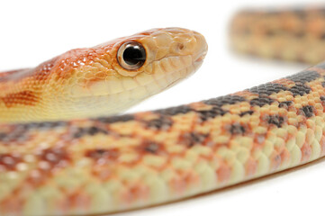 Cape gopher snake (Pituophis vertebralis) on a white background