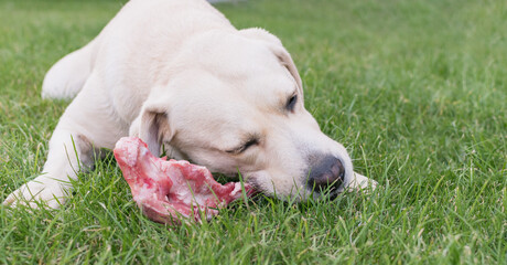 A dog is gnawing a bone on the lawn
