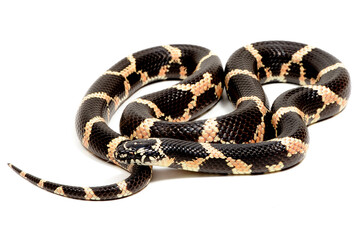 Eastern kingsnake (Lampropeltis getula) on a white background