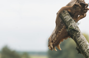 A fragment of an animal's skull in the forest