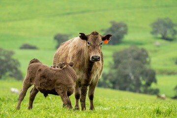 Cows in a field, grazing on pasture, in Australia