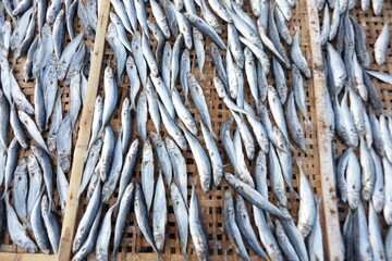 Indonesian salted fish dried on the beach. Food preservation, anchovies are fish that are preserved in dry salt and thus preserved for later eating.

