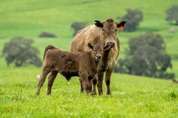 Cows in a field, grazing on pasture, in Australia