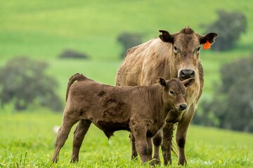 Cows in a field, grazing on pasture, in Australia