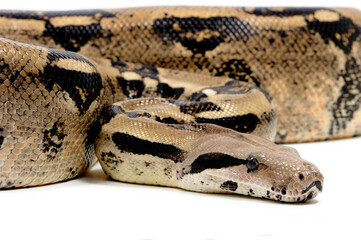 Boa (constrictor) imperator on a white background
