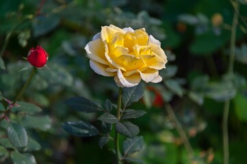 A beautiful autumn rose blooms on the lawn