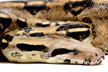 Fototapeta premium Boa (constrictor) imperator on a white background
