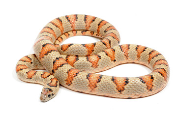 Obraz premium Variable kingsnake (Lampropeltis mexicana thayeri) on a white background
