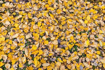 Autumn carpet on the ground of colorful leaves
