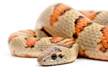Variable kingsnake (Lampropeltis mexicana thayeri) on a white background