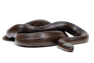 Variable kingsnake (Lampropeltis mexicana thayeri) on a white background