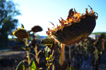 ripe sunflower in the sun
