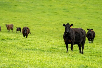 Cows in a field, grazing on pasture, in Australia