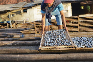 workers are arranging salted fish on bamboo trays to be dried and prepared for sale at the local...