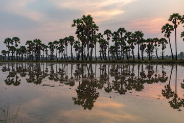 Fototapeta na wymiar Sugar palm at sunset in Thailand 