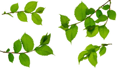 group of spring green leaf on white background. Isolated without shadow. Detail for design. Design elements. Macro.