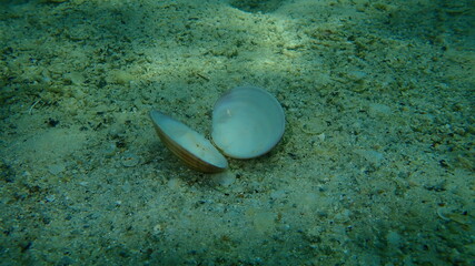 Seashell of bivalve mollusc smooth clam (Callista chione) on sea bottom, undersea, Aegean Sea, Greece, Halkidiki © Alexey