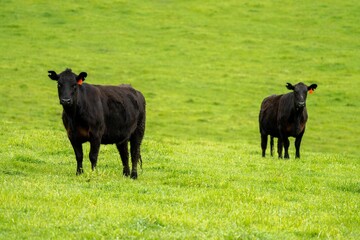 Cows in a field, grazing on pasture, in Australia