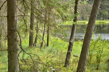 Trees in the forest and lake