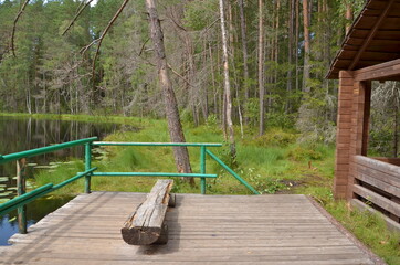 Wooden bridge in the forest