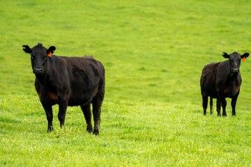 Cows in a field, grazing on pasture, in Australia